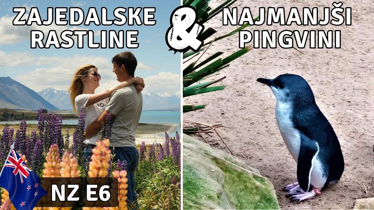 MALI MODRI PINGVINI, LUPINS in Južne Alpe | Nova Zelandija vlog 6