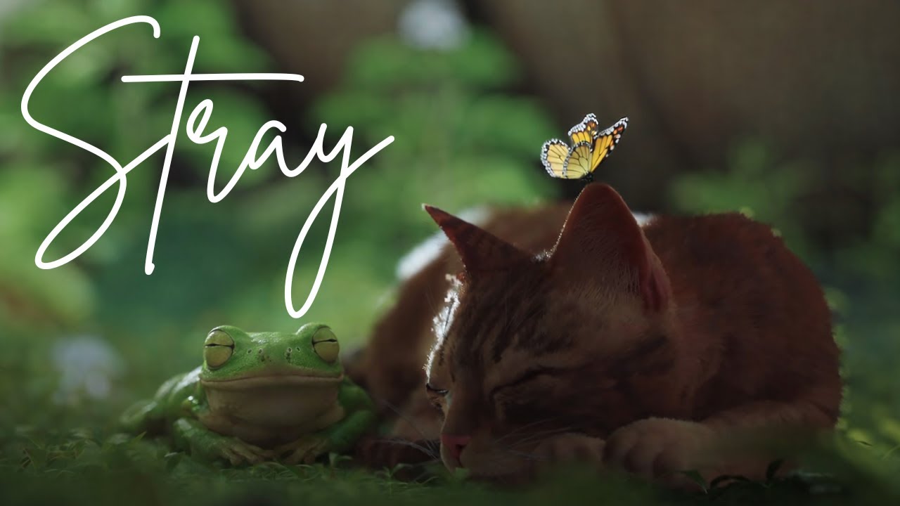 No Pond. No Plan. Just Paws and Stray Mysteries! Stray - Episode 1