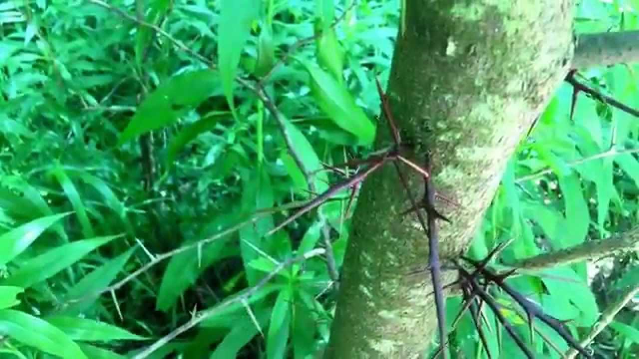 Edible tree - honey locust