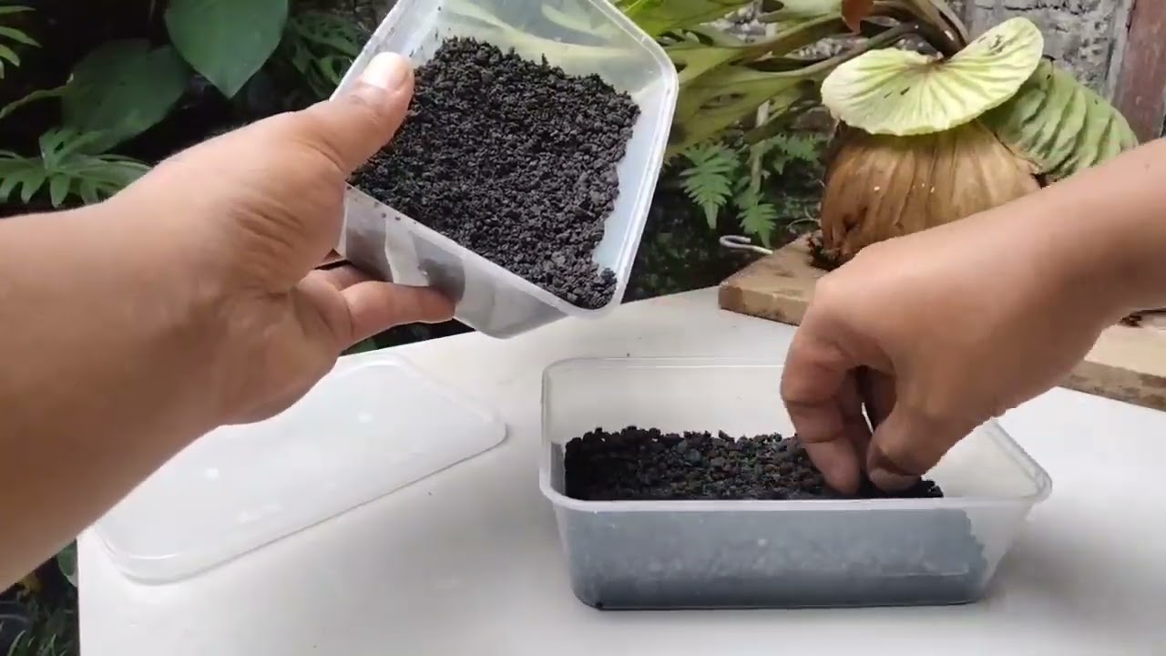growing platycerium from spores || platycerium ridleyi
