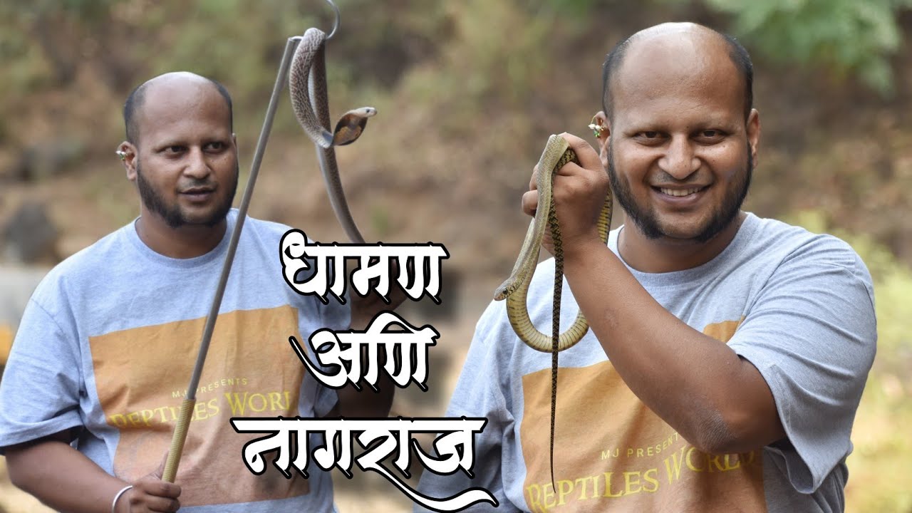 धामण आणि नागा मधील फरक | DIFFERENCE BETWEEN RAT SNAKE AND SPECTACLE INDIAN COBRA | #wildlife