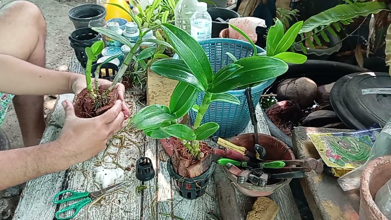 เปลี่ยนกระถางกล้วยไม้นิ้ว 🌱🌱🌱