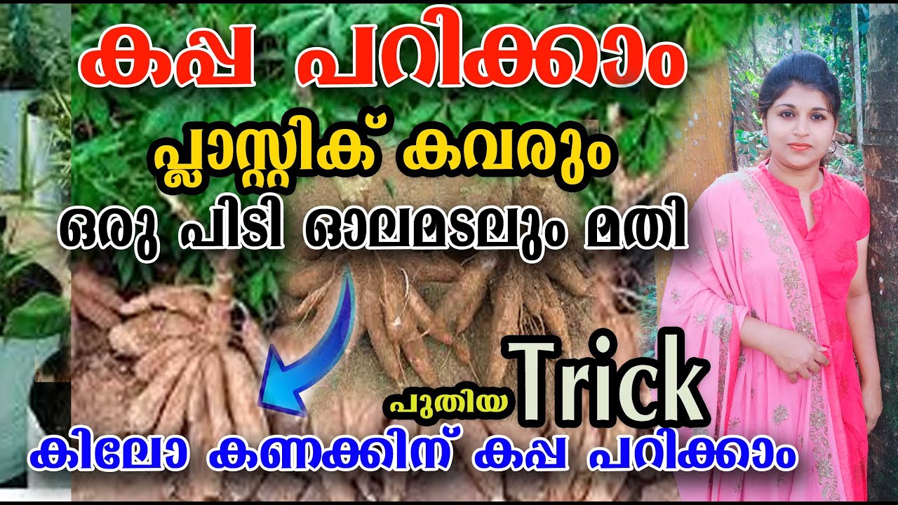 പ്ലാസ്റ്റിക് കവർ ഉണ്ടോ?? രണ്ട് പിടി ഓലഇട്ടു നട്ടാൽ നൂറ് കിലോ കപ്പ പറിച്ചു തിന്നാം 💯കപ്പ കൃഷി /പൂള