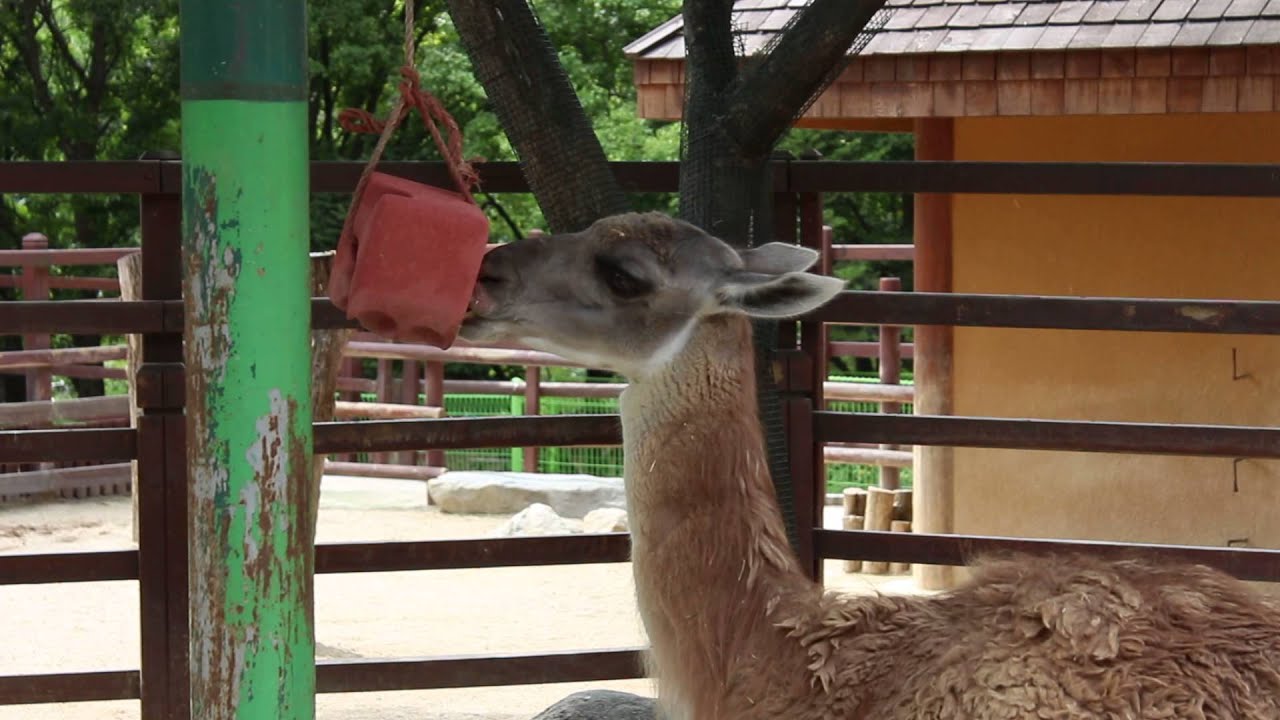Awesome camel drinking water