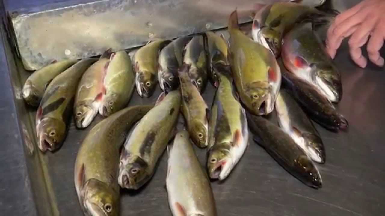 Pêche à la truite mouchetée indigène dans les monts-Valin