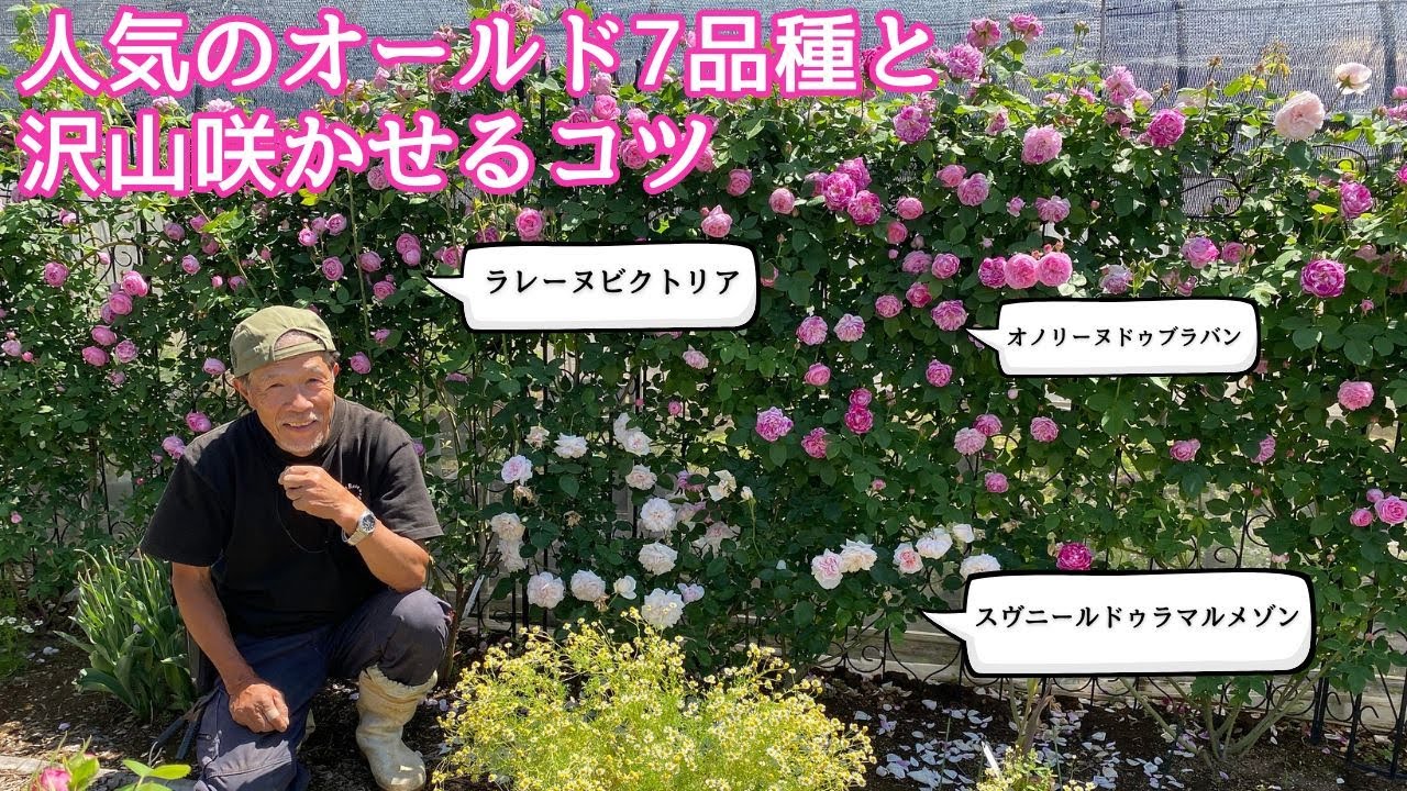 人気のオールドローズ7品種と沢山咲かせる誘引のコツ