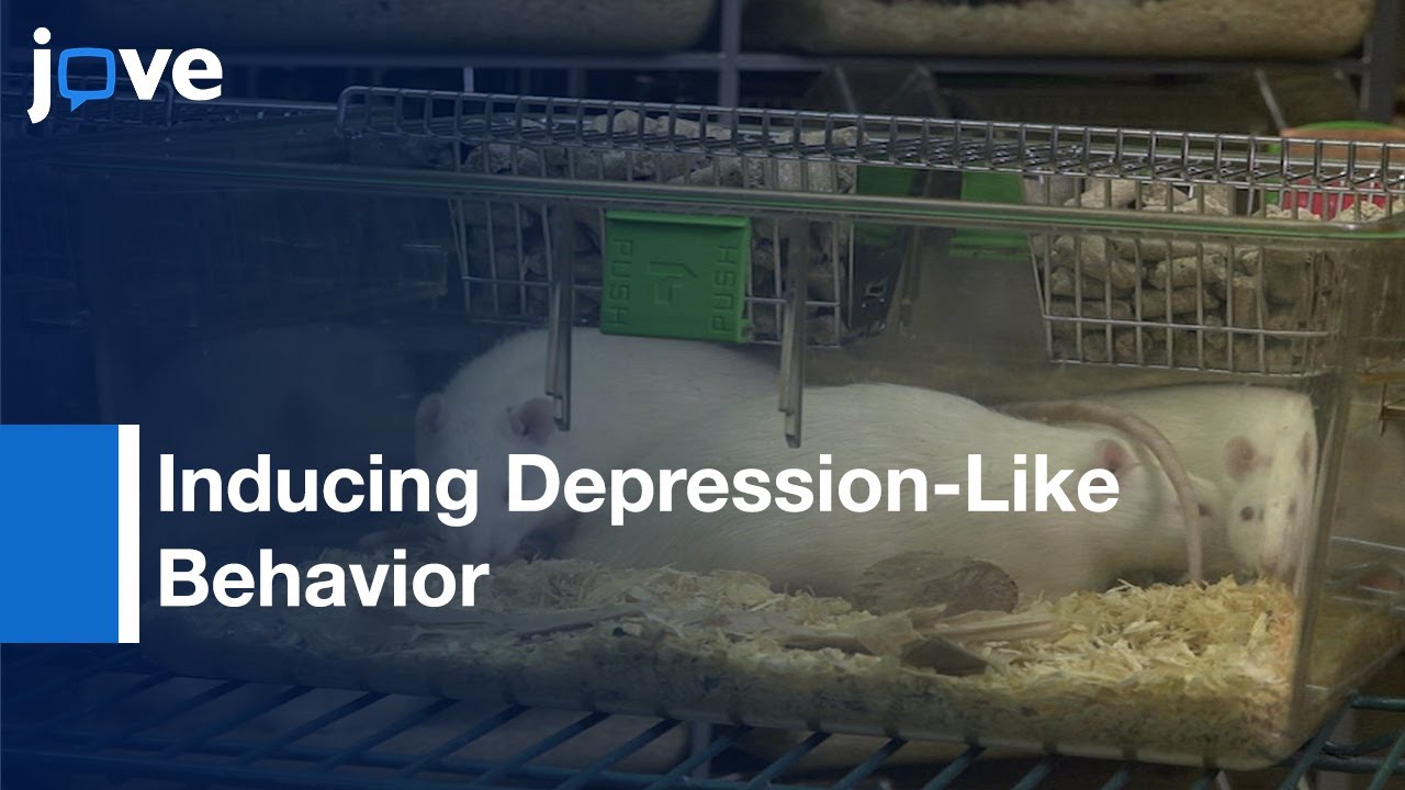 New Method For Inducing Depression-Like Behavior In Rats l Protocol Preview