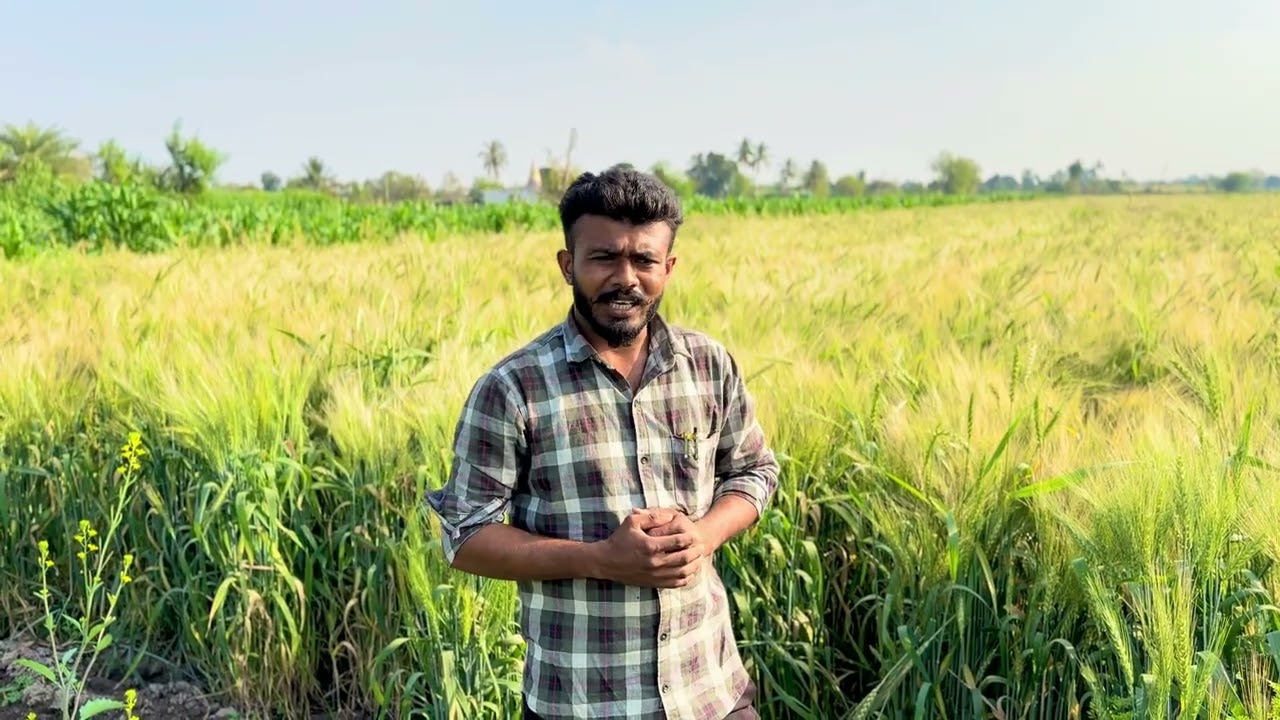 नैसर्गिक पद्धतीने पिकवलेला गहू प्रगतशील शेतकरी वैभव खुडे.#organic #natural #सेंद्रियशेती 