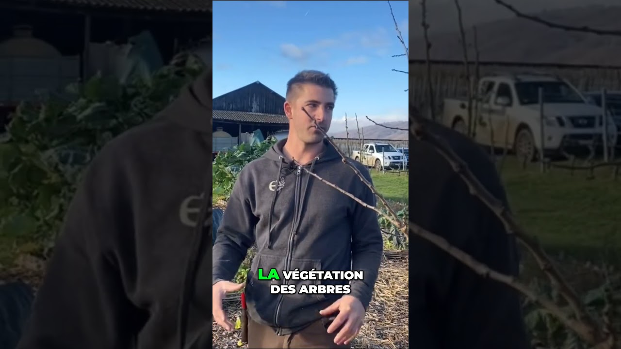 Comment tailler un arbre fruitier - Les 3 erreurs &agrave; &eacute;viter