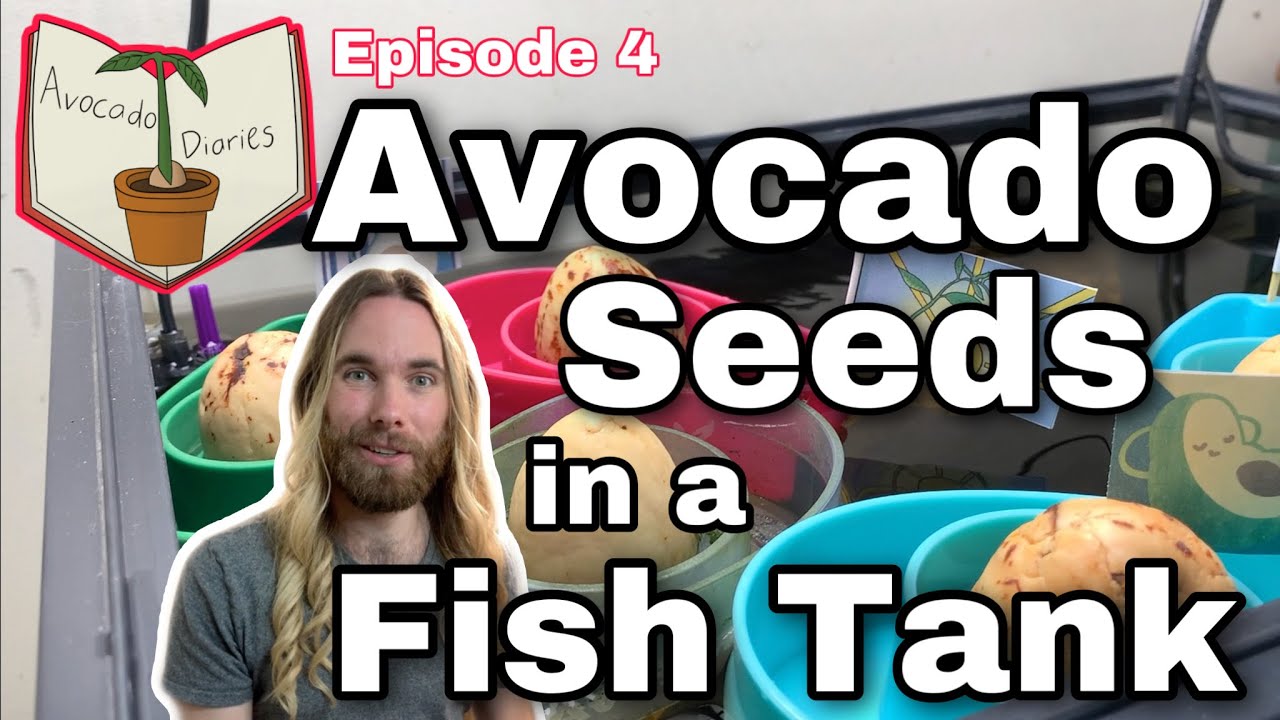 Adding Avocado Seeds to a Fish Fish Tank - Avocado Diaries Episode 4