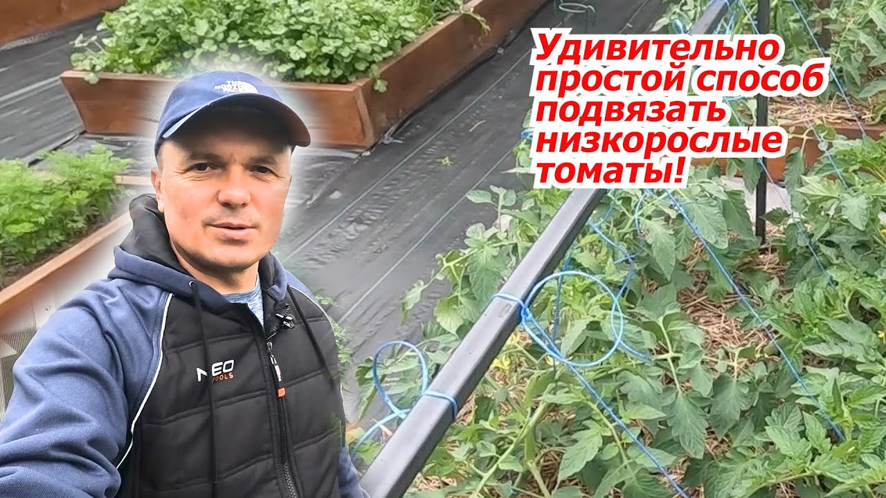Просто и быстро- подвязывание низкорослых томатов!