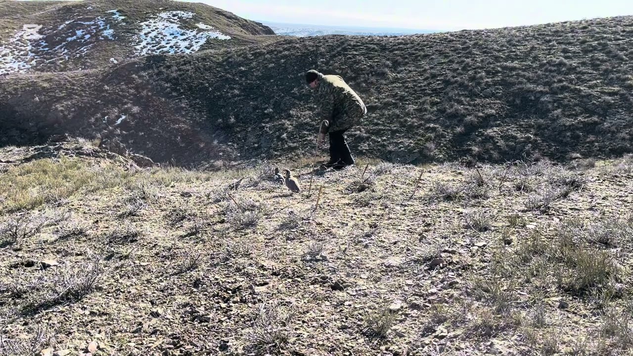 Охота на кеклика. Шикори кабк