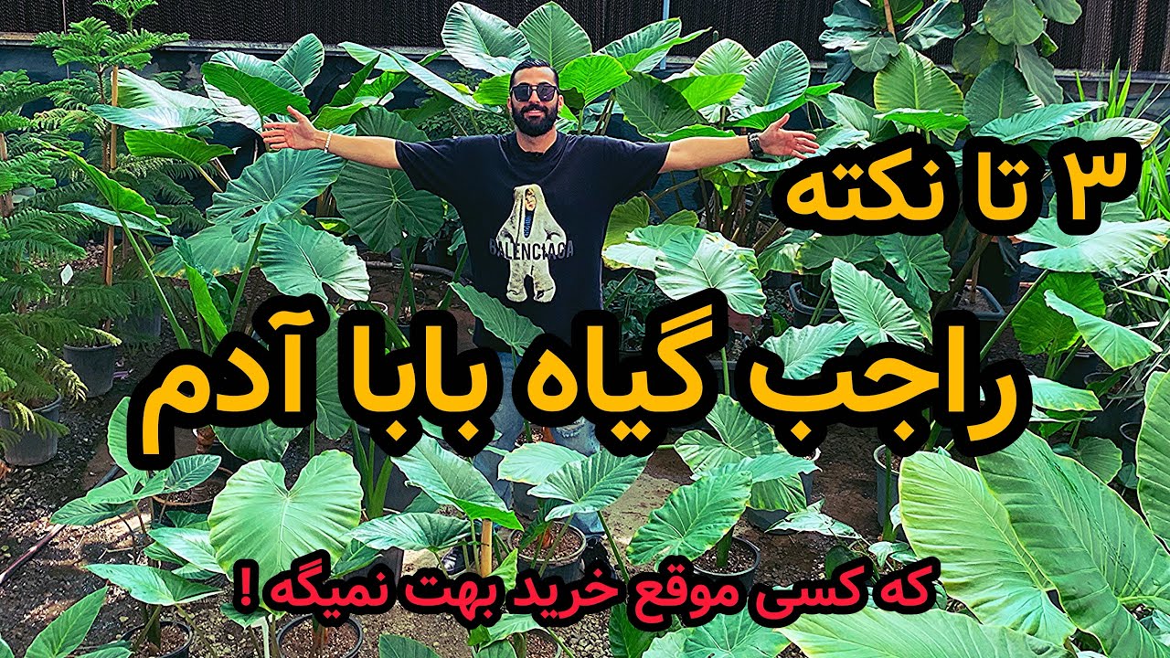 ۳ تا نکته راجب شرایط نگهداری بابا آدم