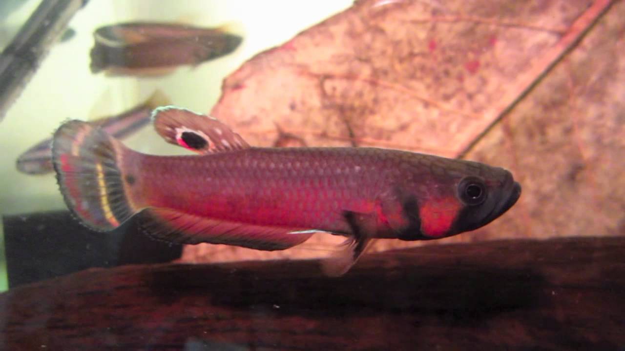 Betta Macrostoma Aquarium