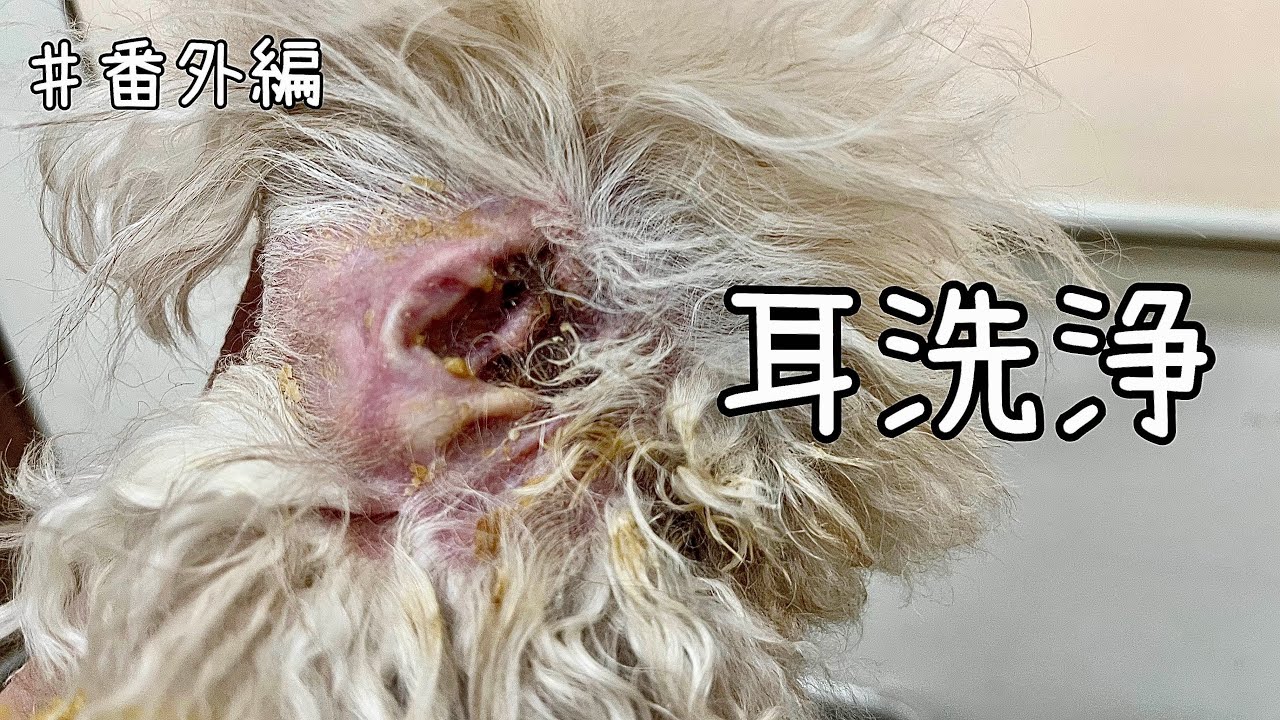 【トリマー】♯番外編　耳洗浄【犬の美容】