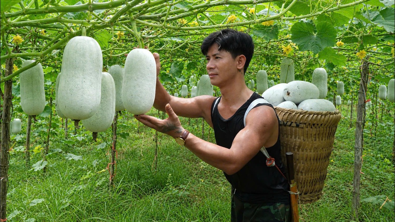Refreshing winter melon tea for summer | CEO leaves city for a self-sufficient life in the forest