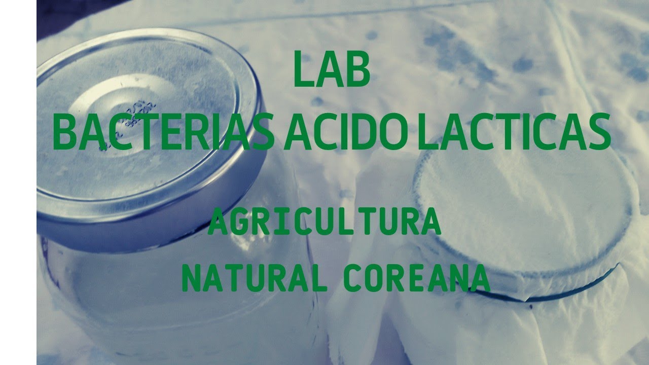 LAB, BACTERIAS ACIDO LACTICAS