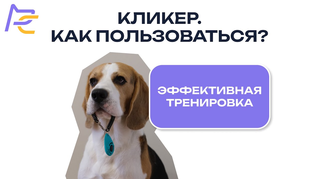 Кликер. Как пользоваться? Эффективная тренировка