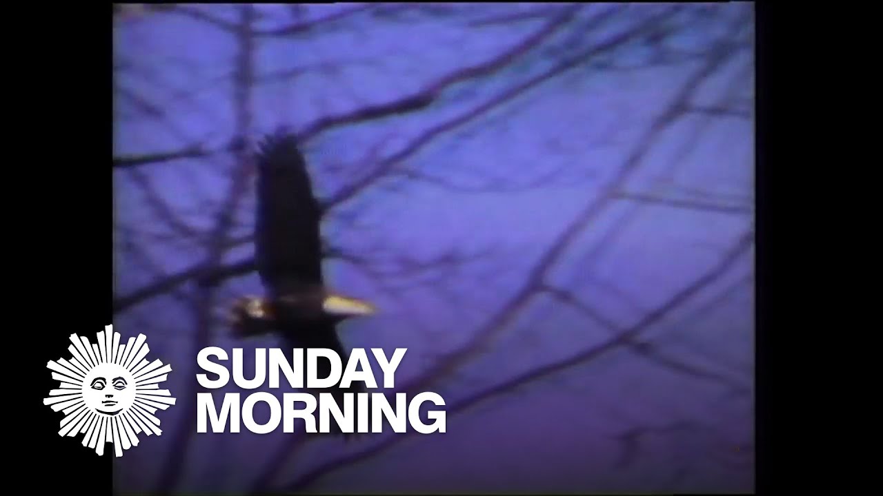 From 1979: Oil refinery vs. bald eagle