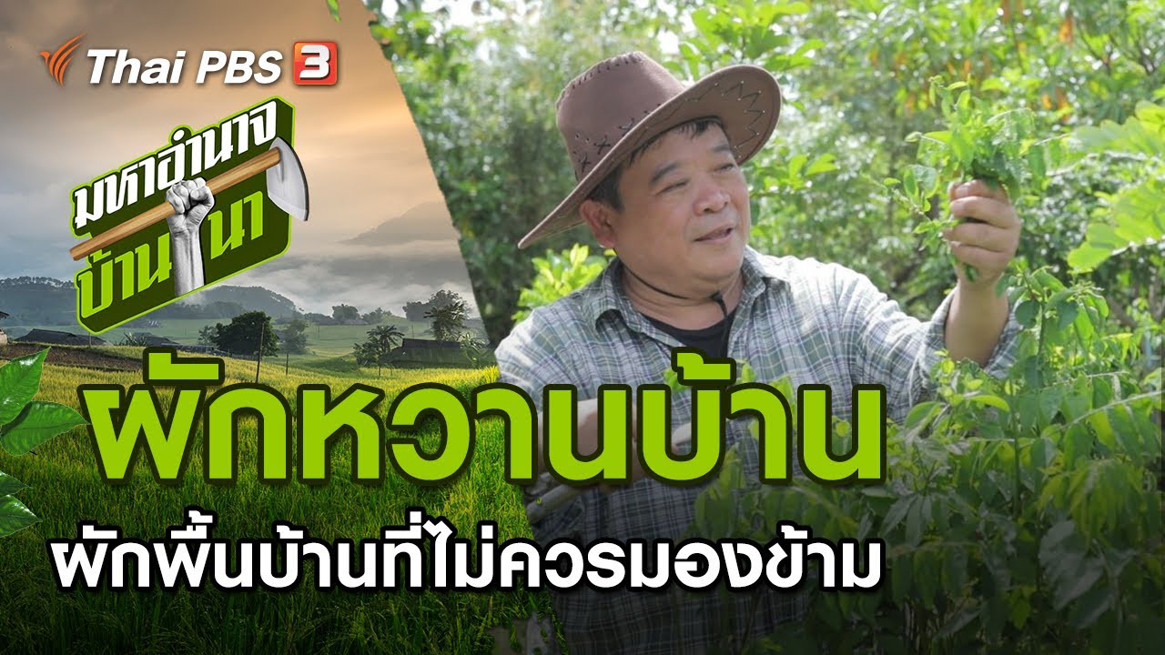 ผักหวานบ้าน ผักพื้นบ้านที่ไม่ควรมองข้าม : มหาอำนาจบ้านนา (27 ก.ย. 63)