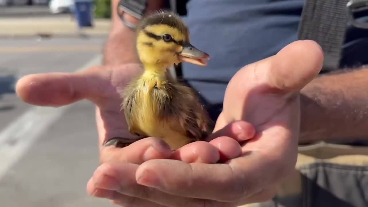 Buffalo firefighters rescue eight ducklings from sewer drain