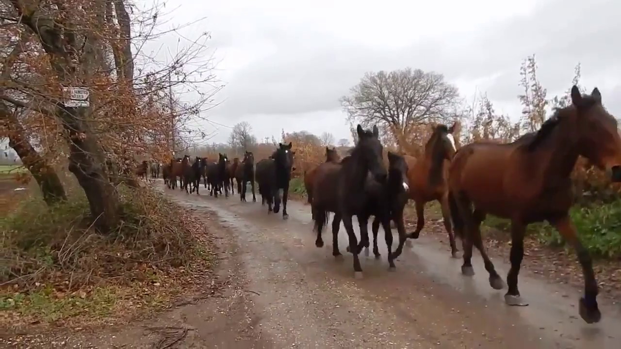 ΑΛΟΓΑ Horses