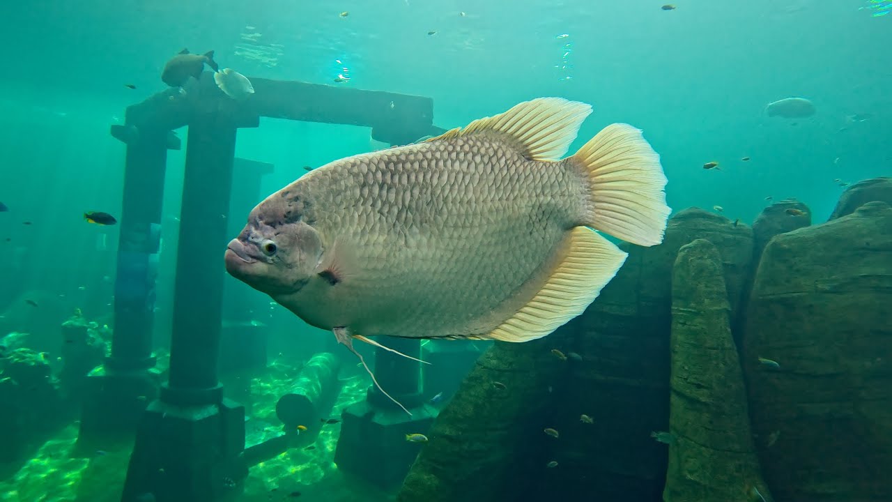 🤿 TODI Indoor Diving Center | The Ultimate Experience | 02-08-2024 🐠