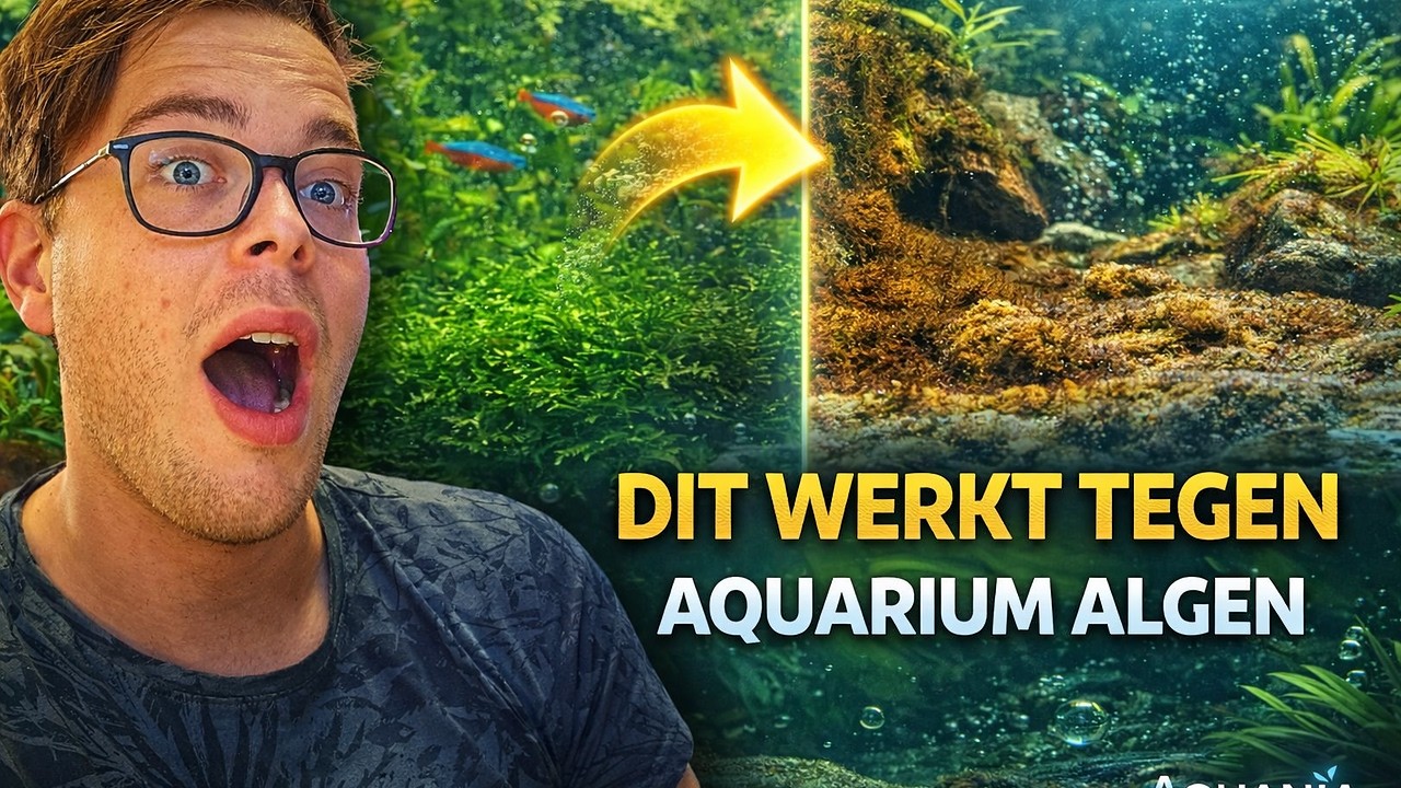 Dit werkt tegen aquarium algen