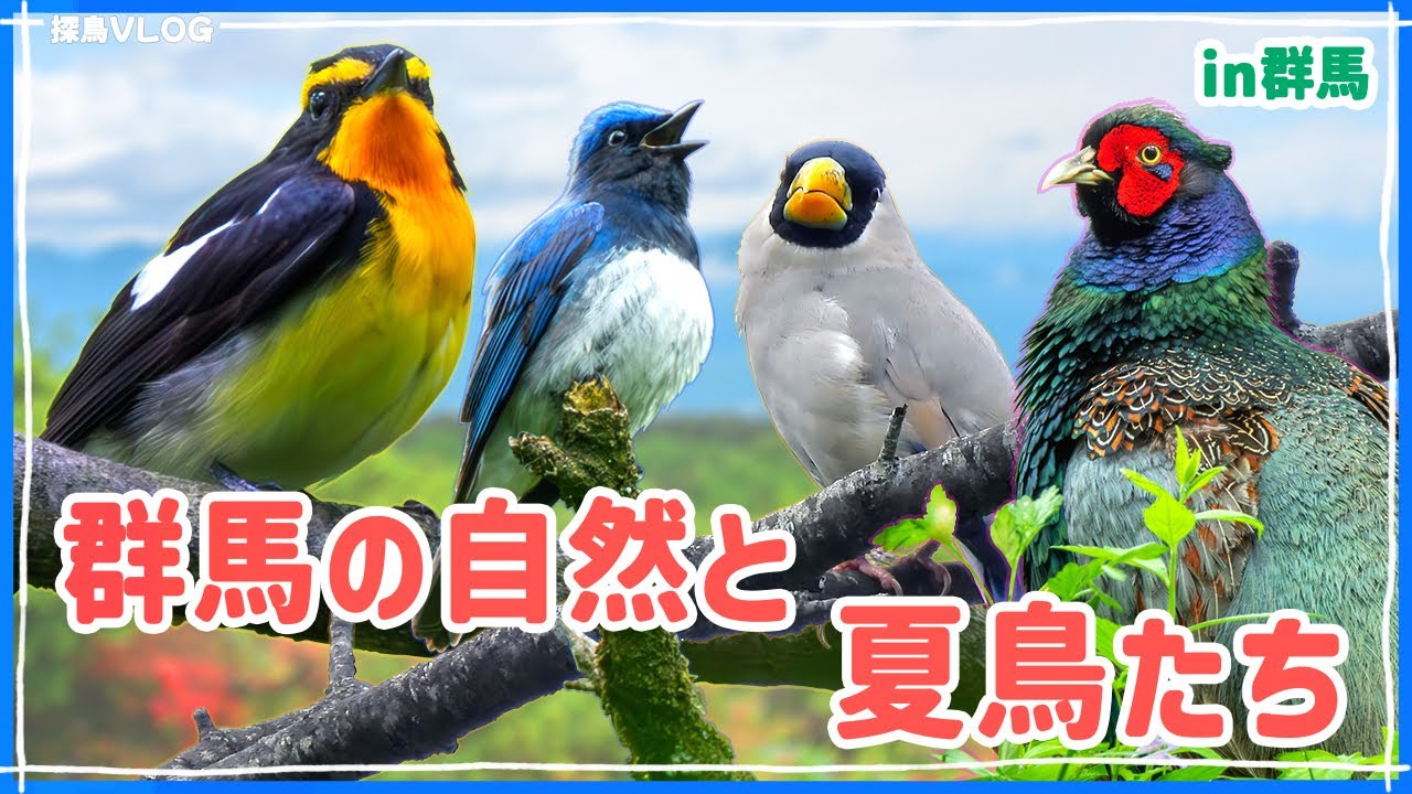 初夏の林道や森で野鳥観察 in群馬 《野鳥撮影vlog》｜ミソサザイ、オオルリ、キビタキ、キジ、イカル