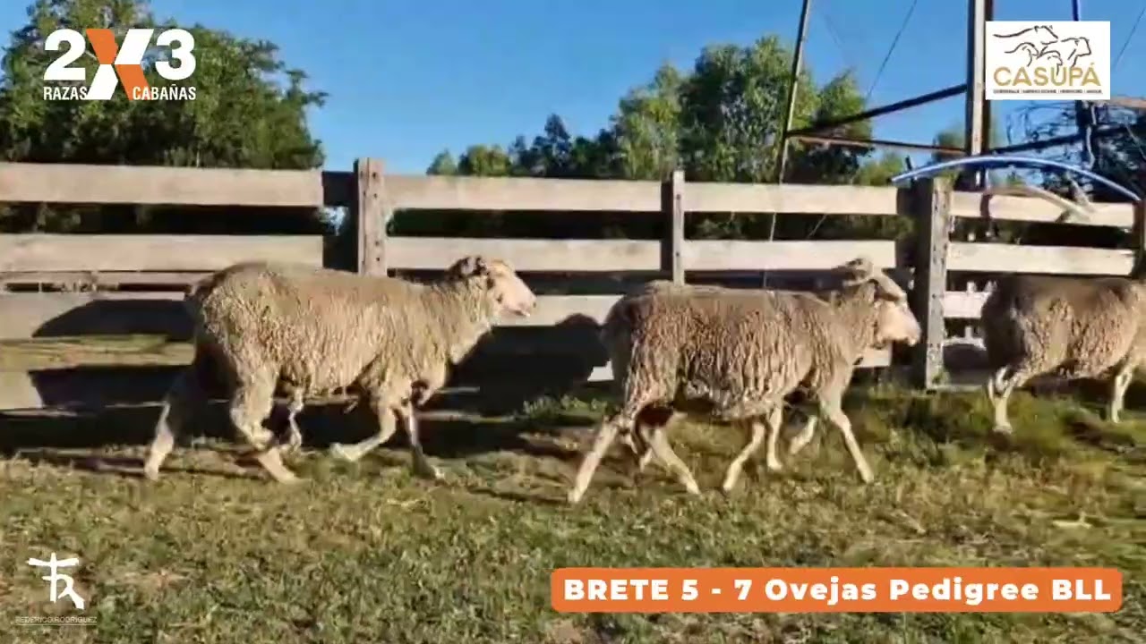 2x3 - Casupá - Brete 5 - 7 Ovejas Pedigree BLL