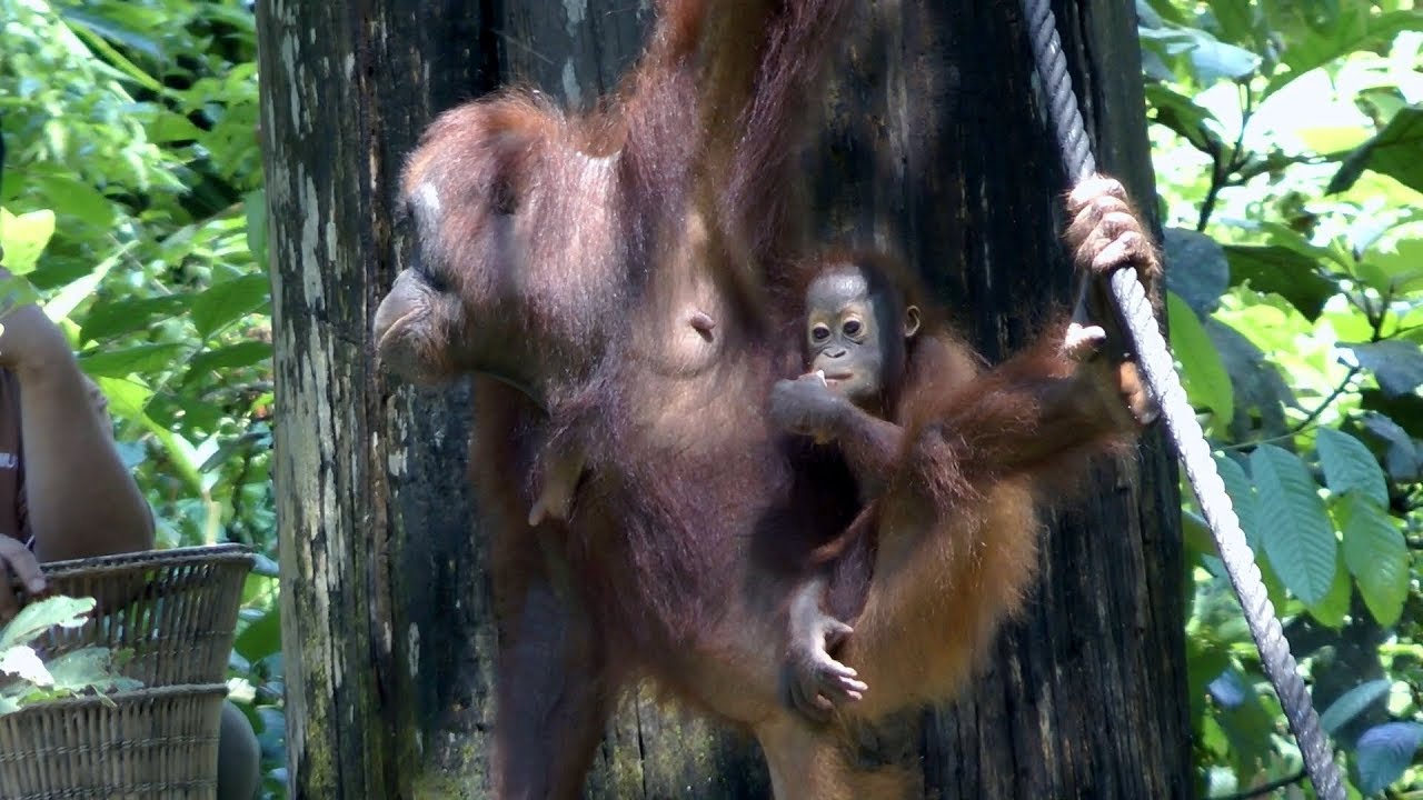 Orangutans, Borneo