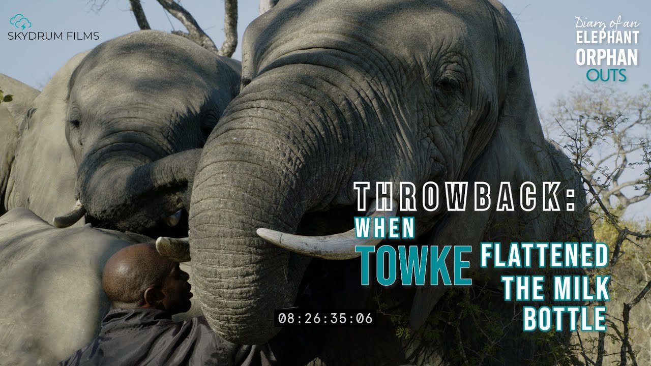 When Tokwe flattened the milk bottle #elephantdocumentary #elephantvideo
