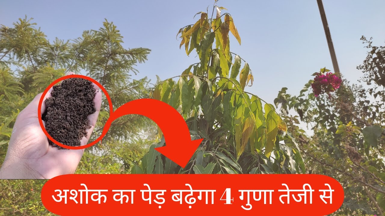 अशोक का पेड़ बढ़ेगा 4 गुणा तेजी से, होगी हैरान करने वाली ग्रोथ।