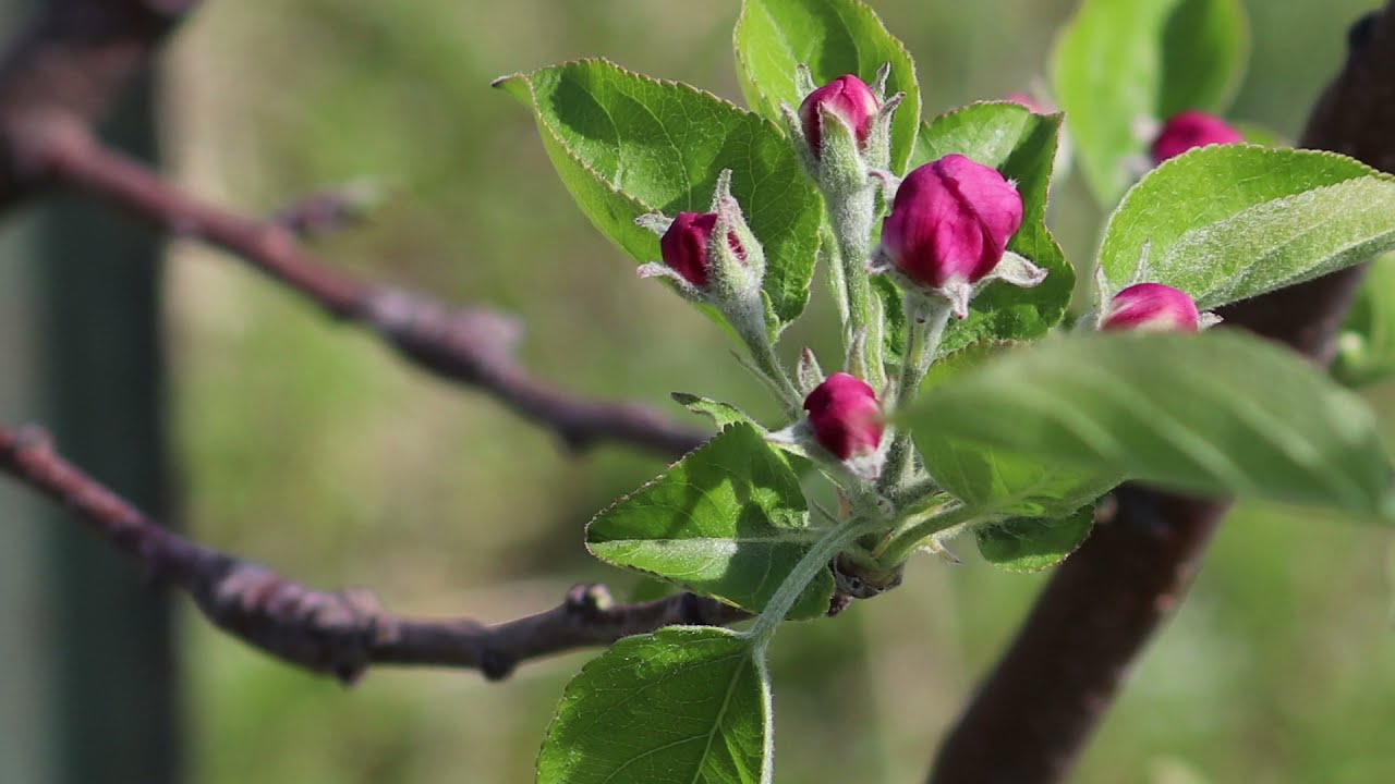 Springtime at HARC