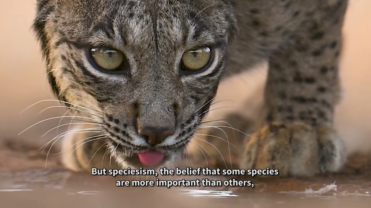 World Day for the End of Speciesism with Roxy Furman