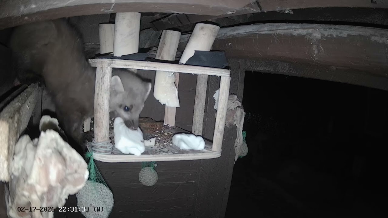 Marten Martan trying a new snack: goat's milk butter. Live Shorts 040