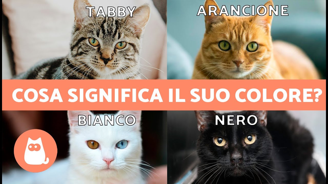 CURIOSITÀ sui GATTI in base al loro COLORE 🐱🌈 Che significato ha ogni colore?
