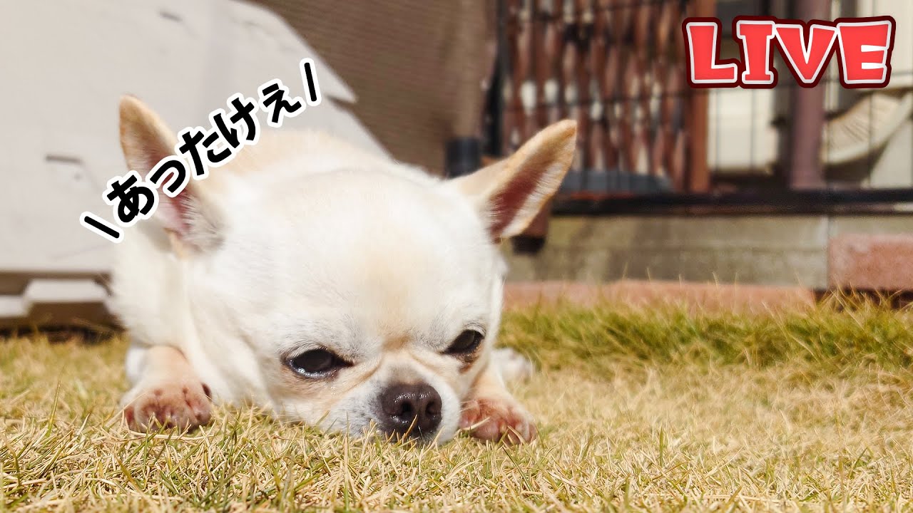 【Live】2月頭なのに暖けぇ～木曜日の定時雑談配信【ブリーダー】