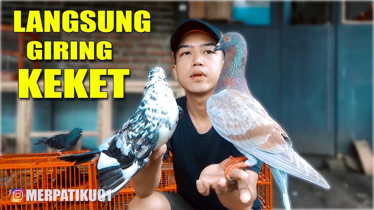 WOW !! MERPATI JODOH 1 DAY LANGSUNG GIRING