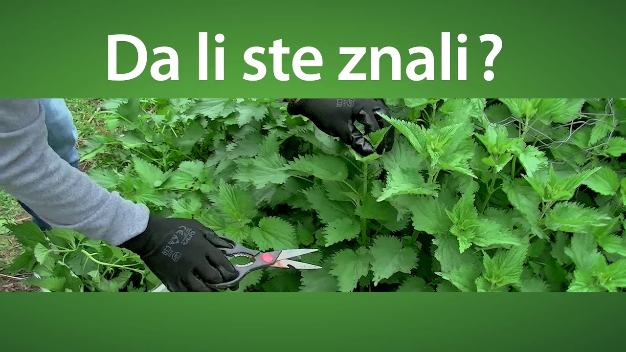 Svet baštovanstva ep.57 05.05.2019. - Prednosti koprive,  slatka stevija u Vašem vrtu...