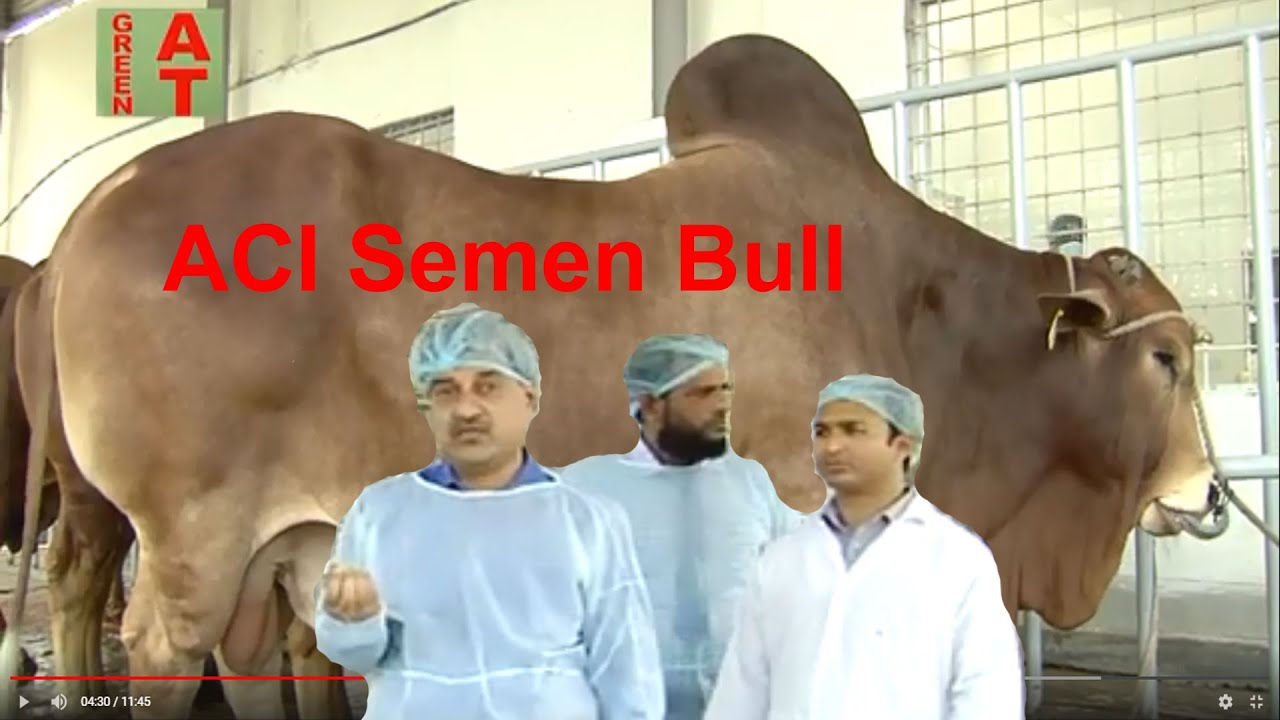এসিআই এর শাহীওল সিমেন বুলের রেকর্ড দেখুন | ACI Shahiwal bull Pedigree | Bayezid Moral