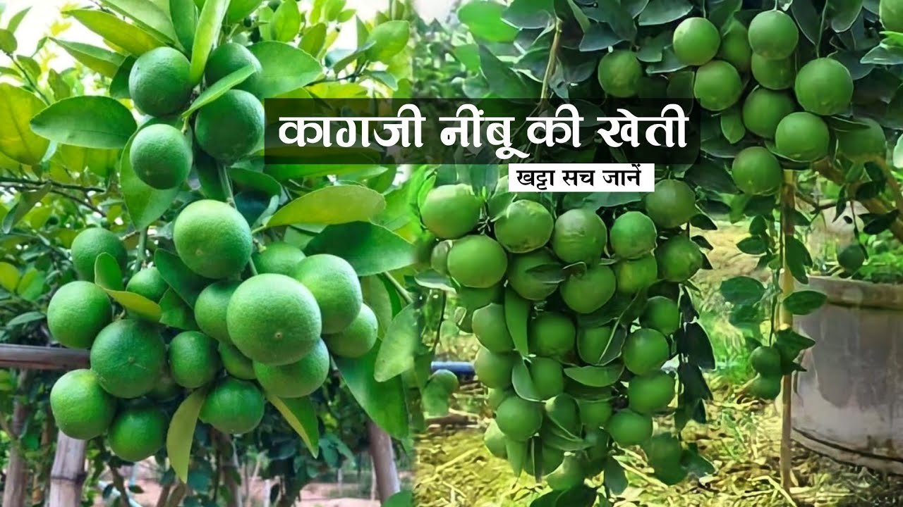 सदाबहार बारहमासी कागजी नींबू | kagaji nimbu ki kheti | Lemon farming | nibu ki kheti kaise kare