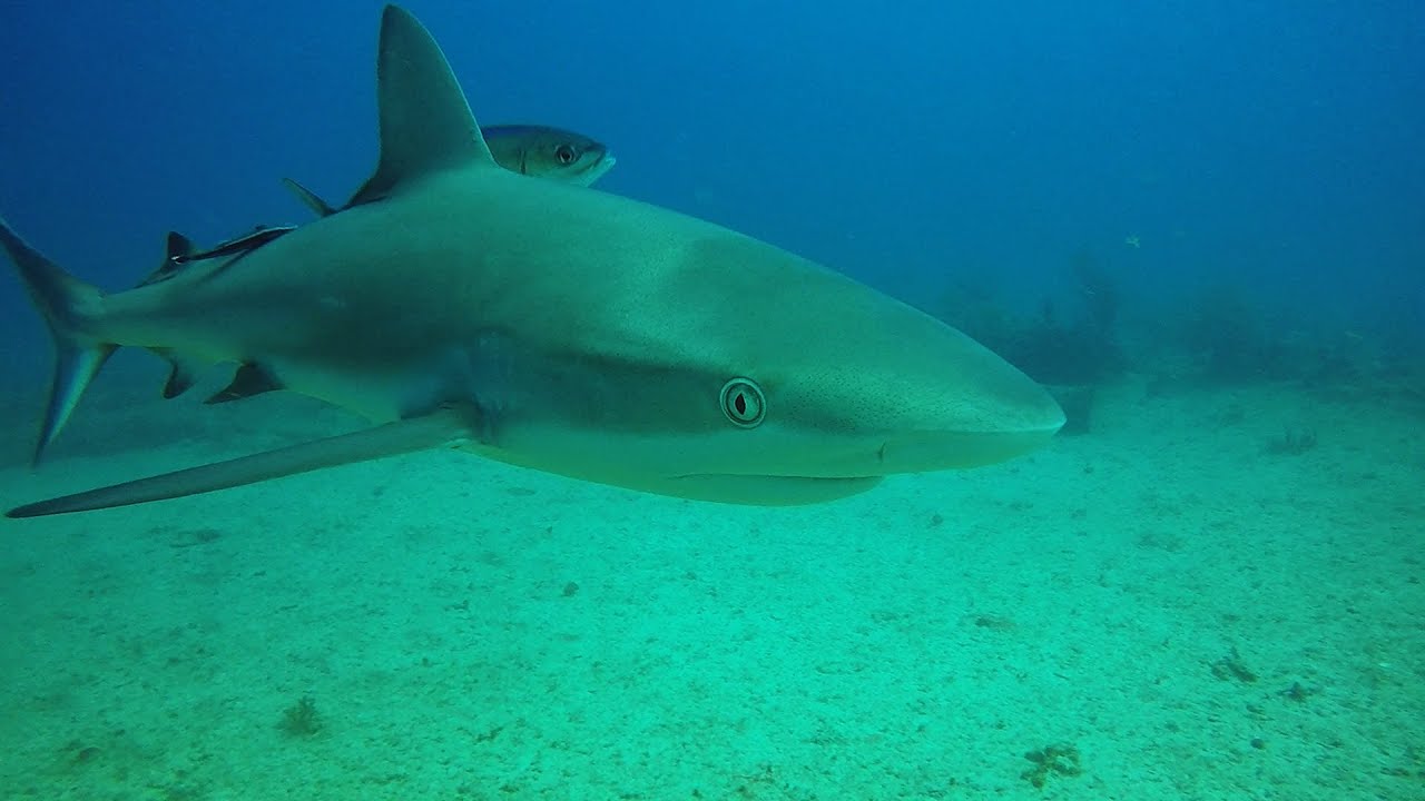 Scuba Diving in St. Maarten with the Girls. GoPro  Sharks, Turtles, rays. Nurse Shark hunts Lionfish