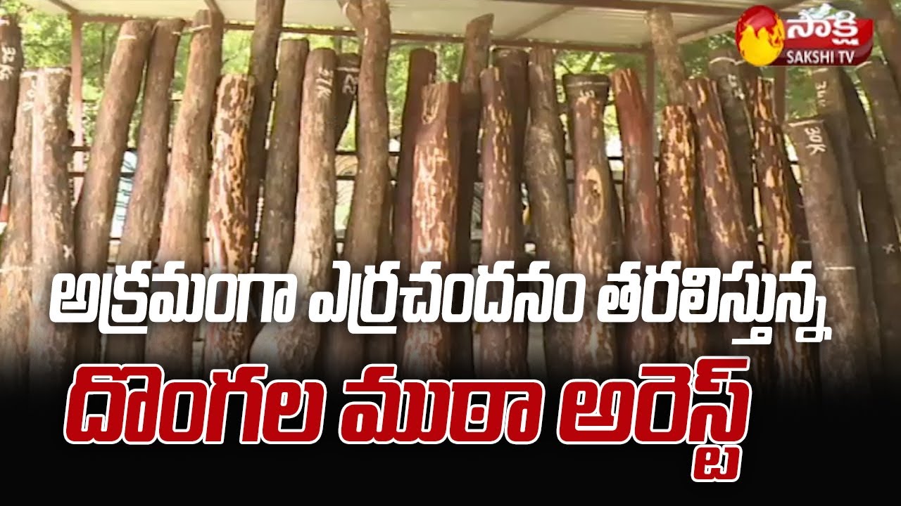 Red Sandalwood Smuggling Gang Busted At YSR Dist | #RedSandalwood | Sakshi TV
