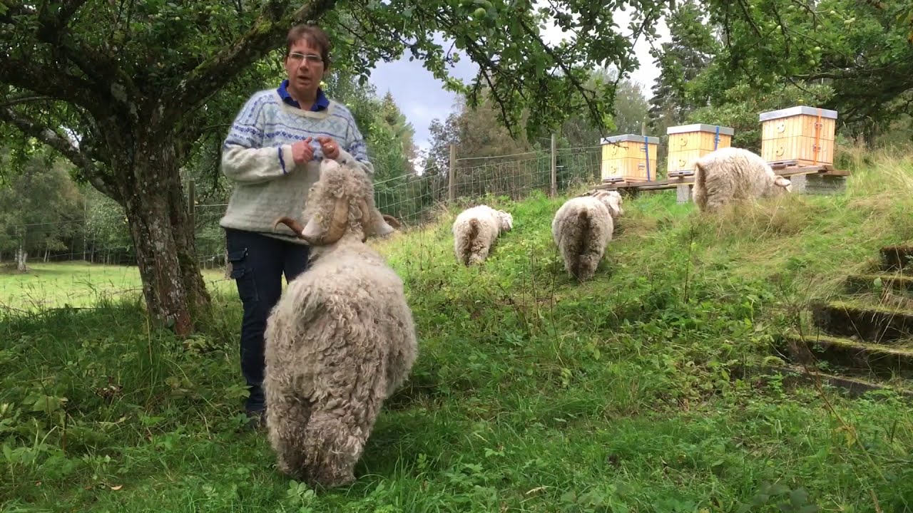 Angoraziegen und Mohair 1