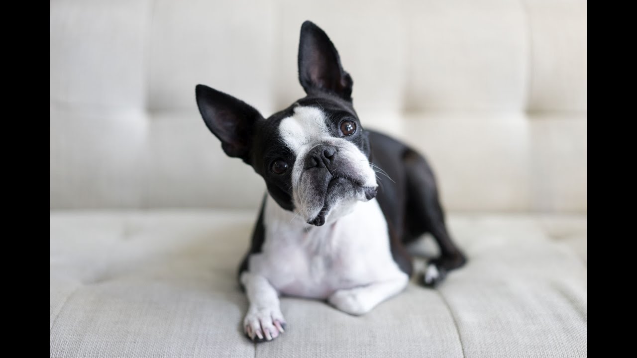 Boston terrier &ndash; najważniejsze informacje o rasie