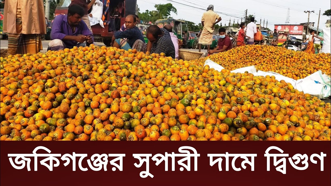 এ বছর জকিগঞ্জের সুপারী উৎপাদন কম, দামে দ্বিগুণ। জেনে নিন সিলেটের সুপারীর দাম