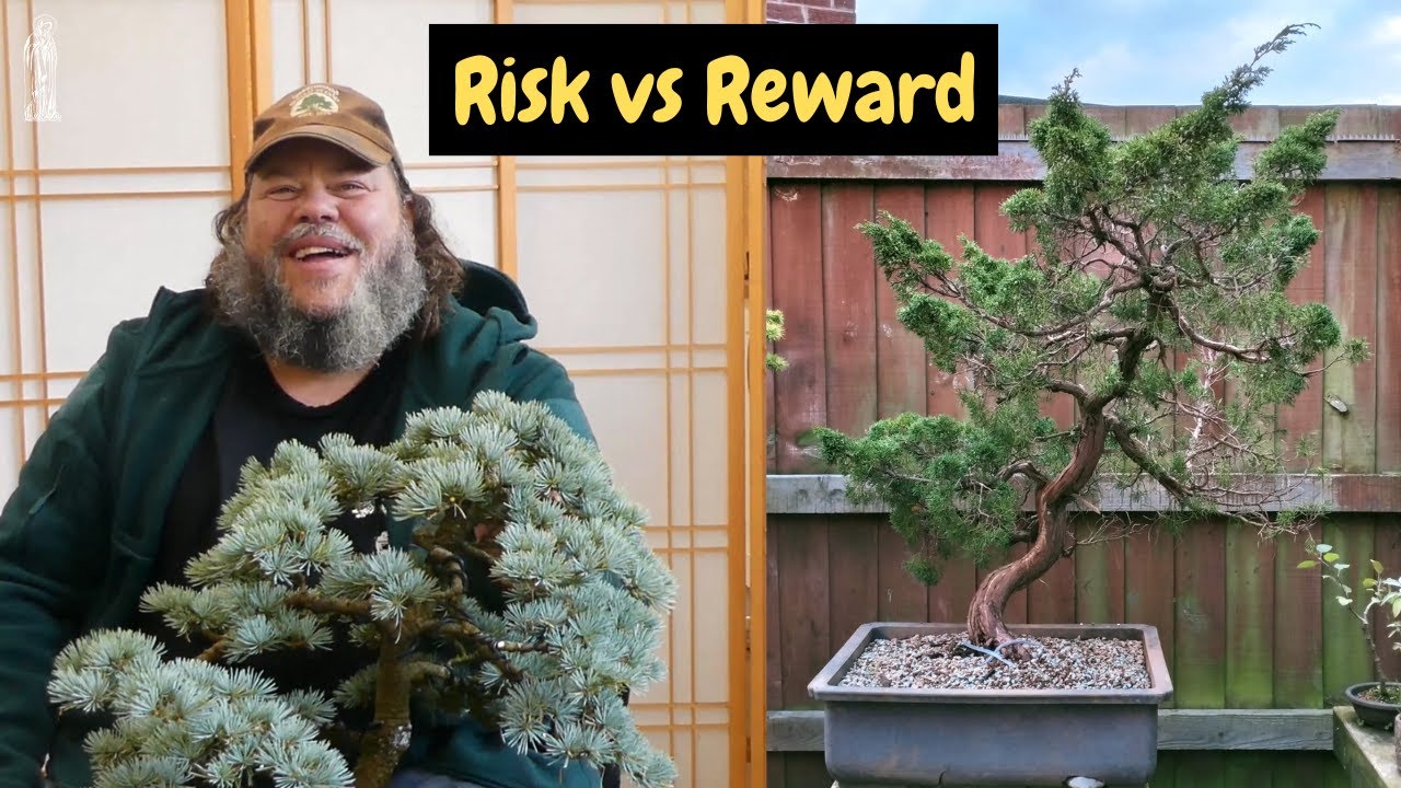 Can I Turn This Juniper Into a Prize Winning Bonsai?