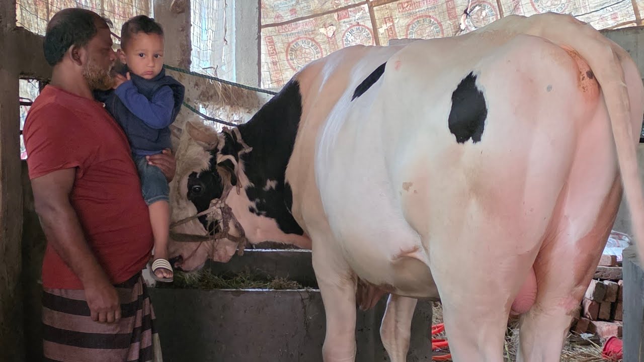 Khan Cattle Farm ঈদ কালেকশন। #Sylhet #Banglanews #cattle #farming #fypシ゚ #viral #viralvideochallenge