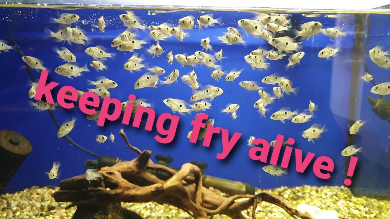 How to | Keep fry alive| Breeding Ellioti cichlids | High survival rate.